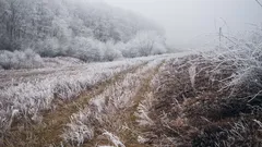 Krásná zimní krajina s ledovým lesem při denním světle
